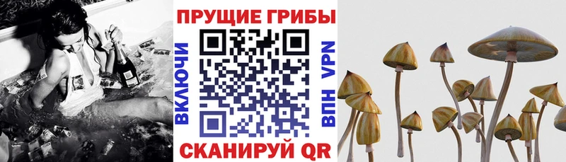 Галлюциногенные грибы прущие грибы Луховицы